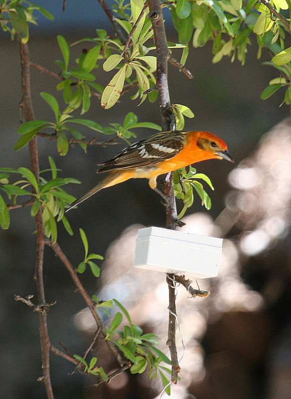 Flame-colored Tanager