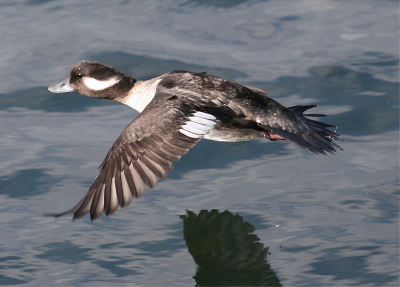 Female-Bufflehead-in flight