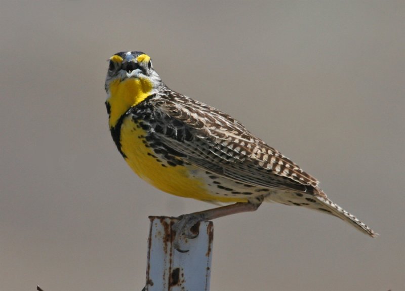 Other Birds of Panoche Valley