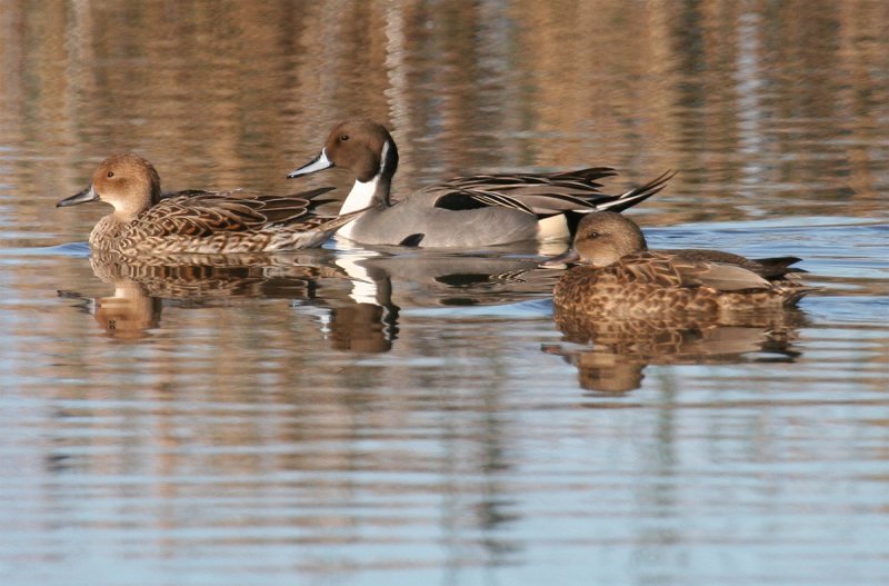 Northern Pintail pair & female Gadwall