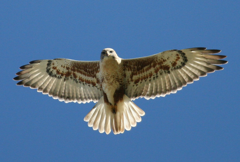 Ferruginous Hawk overhead