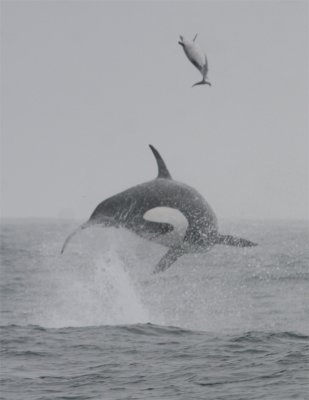 Orca & Common Dolphin