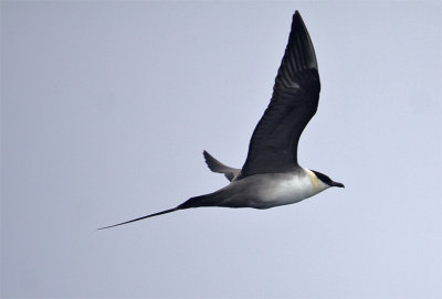 Long-tailed Jaeger