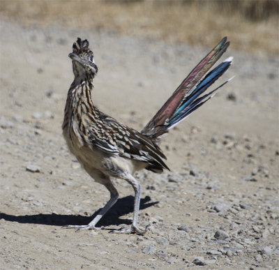Roadrunner - Shake Your Tail Feathers~
