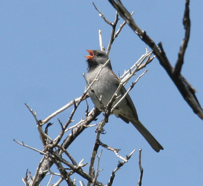 Sparrows & Finches