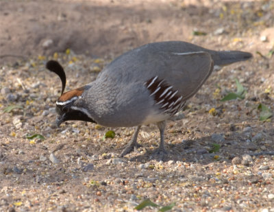 Gambels Quail