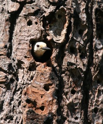 Woodpeckers