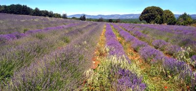 Provence - France.jpg