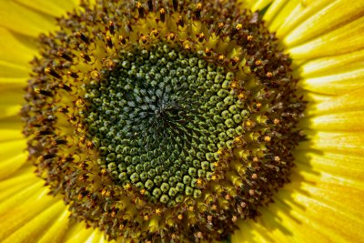 Sunflower Power.jpg