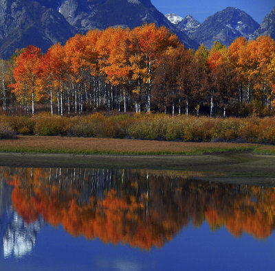 Aspens At Oxbow Bend