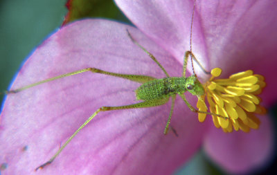 Grasshopper on Begonia