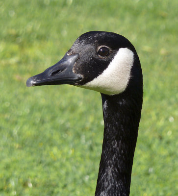Chinstrap - Canada Goose