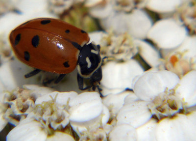 Ladybug on Yarrow