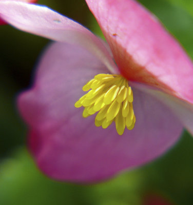 Begonia Bloom