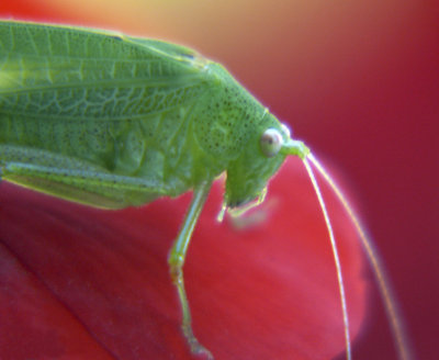 Glamorous Grasshopper