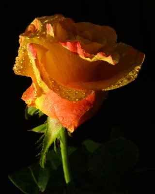 Berkeley Rose