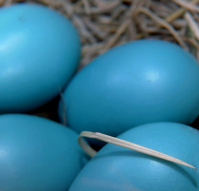 Robin Egg Blue - Spring Hue