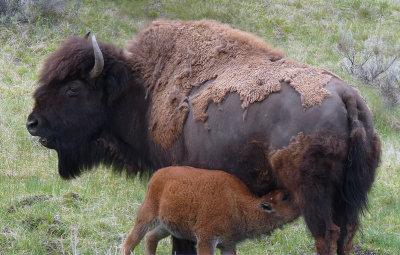 And the Mother Bison Said...