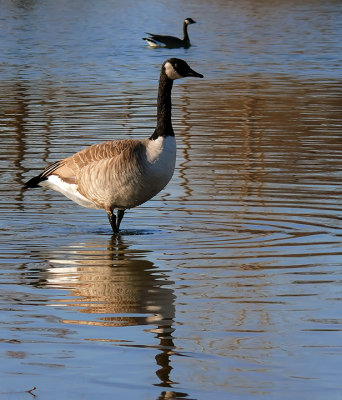 Canada Geese