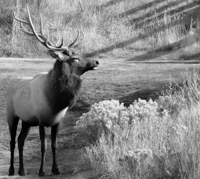 Yellowstone Country October 2010 - A Journey in Black and White