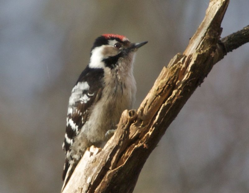 Mindre hackspett (Lesser Spotted Woodpecker)