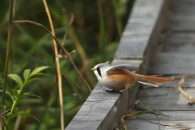 Skggmes (Bearded Tit)