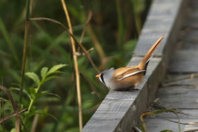 Skggmes (Bearded Tit)