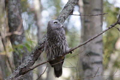 Lappuggla (Great Gray Owl)