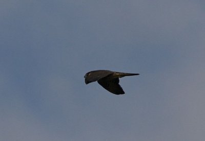 Pilgrimsfalk (Peregrin Falcon)