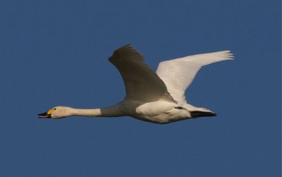 Mindre Sngsvan (Bewick's Swan)