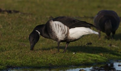 (Svartbukig) Prutgs (Brent Goose)