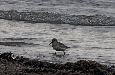 Krrsnppa (Dunlin)