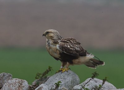 Fjllvrk (Rough-legged Buzzard)