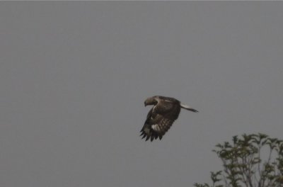 Fjllvrk (Rough-legged Buzzard)