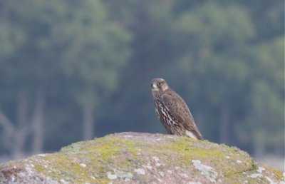 Jaktfalk (Gyr Falcon)