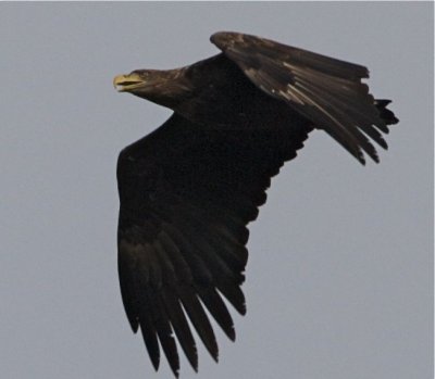 Havsrn (White-tailed Eagle)