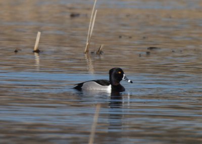 Ringand (Ring-necked Duck)