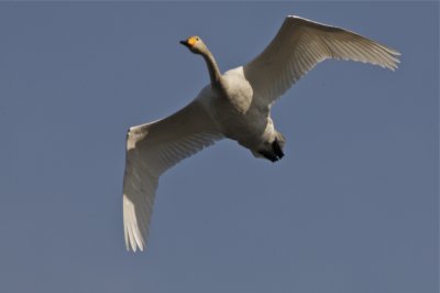 Sngsvan (Wooper Swan)