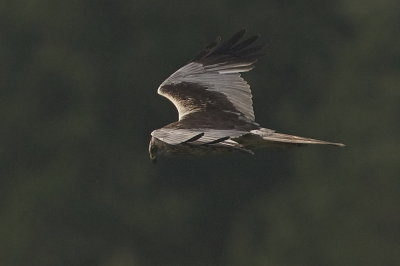 Brun krrhk (Marsh Harrier)