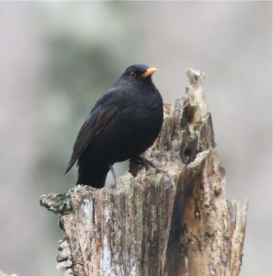 Koltrast (Blackbird)