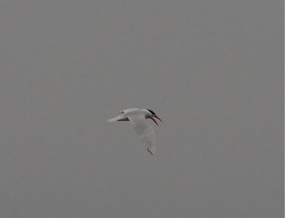 Skrntrna (Caspian Tern)