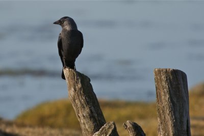 Kaja (Jackdaw)