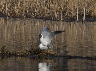 Skrattms(Black-headed Gull)