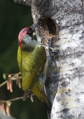 Grngling (Green Woodpecker)