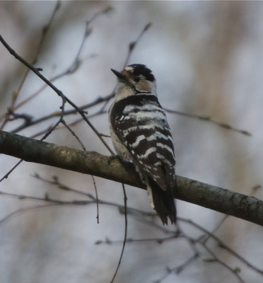 Mindre hackspett (Lesser Spotted Woodpecker)