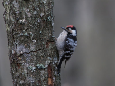 Mindre hackspett (Lesser Spotted Woodpecker)