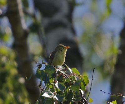 Polyglottsngare (Melodious Warbler)