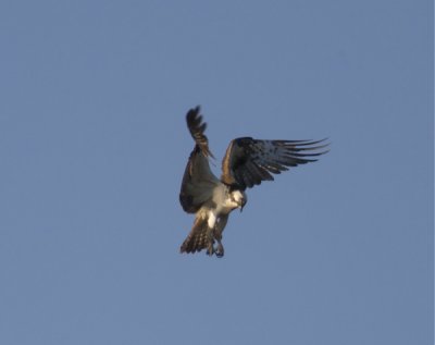 Fiskgjuse (Osprey)