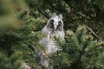 Hornuggla (Long-eared Owl) juv