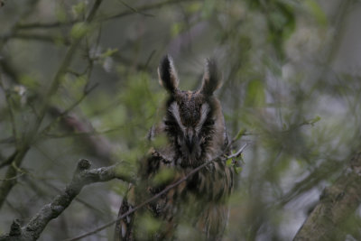 Hornuggla (Long-eared Owl)